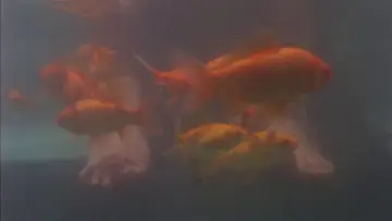 Zasłona do filmu "Dzieci niebios" #950649