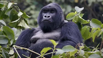 Zasłona do filmu "Mountain Gorilla" #1640891