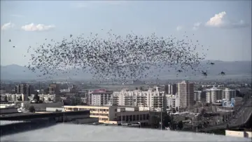 Zasłona do filmu "Infestation" #1653525