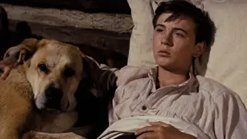 Zasłona do filmu "Żółte psisko" #384332