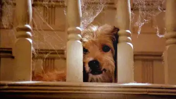 Zasłona do filmu "Benji" #1117409