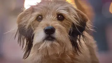 Zasłona do filmu "Benji" #483013
