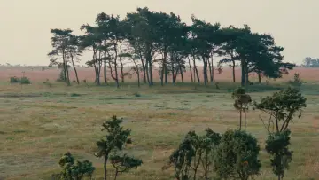 Zasłona do filmu "Ofiarowanie" #189158
