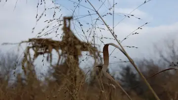 Zasłona do filmu "Dzieci Kukurydzy IV: Zgromadzenie" #436341
