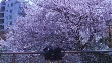 Zasłona do filmu "花とアリス" #1071974