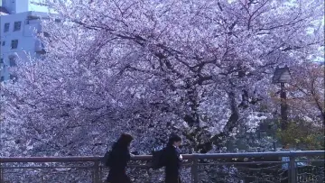 Zasłona do filmu "花とアリス" #1071975