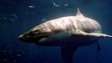 Zasłona do filmu "Raging Sharks" #1135635
