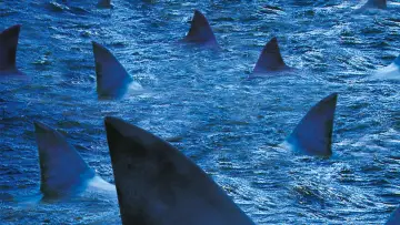 Zasłona do filmu "Raging Sharks" #500882