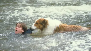 Zasłona do filmu "Lassie" #1106238
