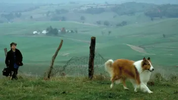 Zasłona do filmu "Lassie" #1106239