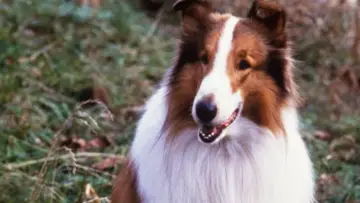 Zasłona do filmu "Lassie" #466839
