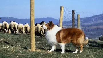 Zasłona do filmu "Lassie" #466840