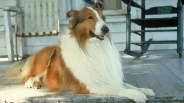Zasłona do filmu "Lassie" #466841