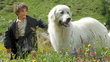 Zasłona do filmu "Bella i Sebastian" #252215