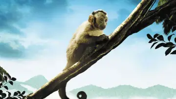 Zasłona do filmu "Amazonia. Przygody małpki Sai" #708202