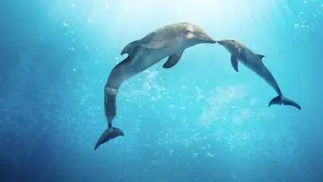Zasłona do filmu "Mój przyjaciel delfin 2: Ocalić Mandy" #390929