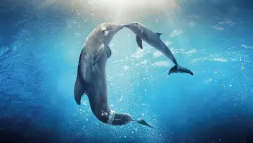 Zasłona do filmu "Mój przyjaciel delfin 2: Ocalić Mandy" #390930