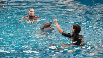 Zasłona do filmu "Mój przyjaciel delfin 2: Ocalić Mandy" #390931