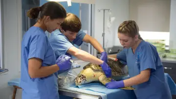 Zasłona do filmu "Mój przyjaciel delfin 2: Ocalić Mandy" #456639