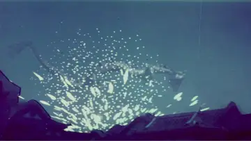 Zasłona do filmu "觀世音與海龍王" #1164381