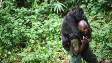 Zasłona do filmu "Virunga" #1211508