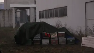 Zasłona do filmu "Cuda" #1077137