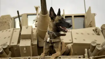 Zasłona do filmu "Max" #235756