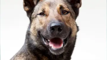 Zasłona do filmu "Max" #887815