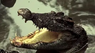 Zasłona do filmu "Extinction" #500808