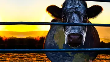 Zasłona do filmu "Cowspiracy: tajemnica równowagi ekologicznej środowiska" #450107
