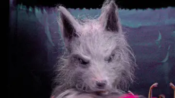 Zasłona do filmu "The Marsupials: The Howling III" #491981