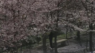 Zasłona do filmu "Aoi Haru" #950364