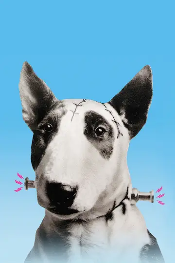 Plakat do filmu "Frankenweenie" #254677