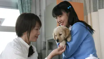 Zasłona do filmu "犬と私の10の約束" #1910266
