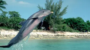 Zasłona do filmu "Flipper" #420545