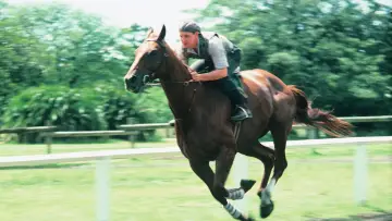 Zasłona do filmu "Cudowny koń" #692772