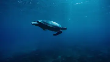 Zasłona do filmu "Oceany" #1024997
