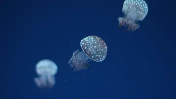 Zasłona do filmu "Oceany" #1025000