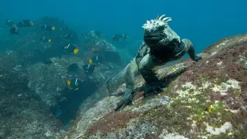 Zasłona do filmu "Oceany" #387000