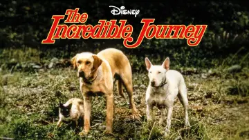 Zasłona do filmu "The Incredible Journey" #1099476