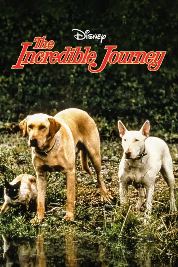 Plakat do filmu "The Incredible Journey" #1099483