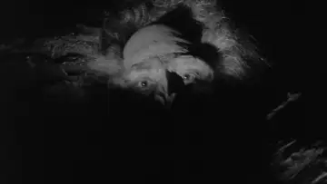 Zasłona do filmu "The Abominable Snowman" #1839934