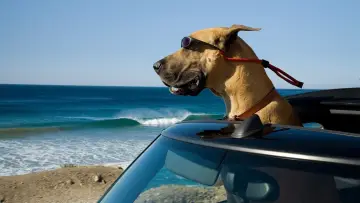 Zasłona do filmu "Marmaduke - pies na fali" #386720