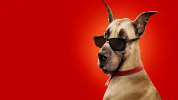 Zasłona do filmu "Marmaduke - pies na fali" #386722