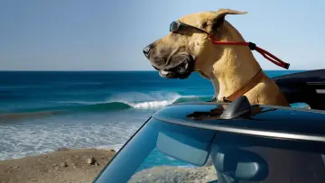Zasłona do filmu "Marmaduke - pies na fali" #386724