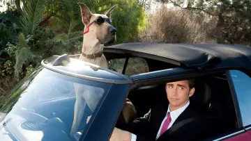 Zasłona do filmu "Marmaduke - pies na fali" #386725