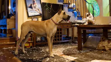 Zasłona do filmu "Marmaduke - pies na fali" #386726