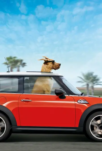 Plakat do filmu "Marmaduke - pies na fali" #386729