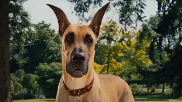 Zasłona do filmu "Marmaduke - pies na fali" #616755