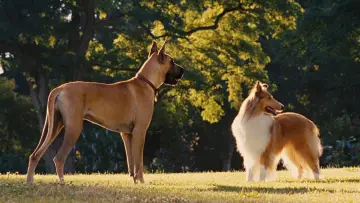 Zasłona do filmu "Marmaduke - pies na fali" #616758